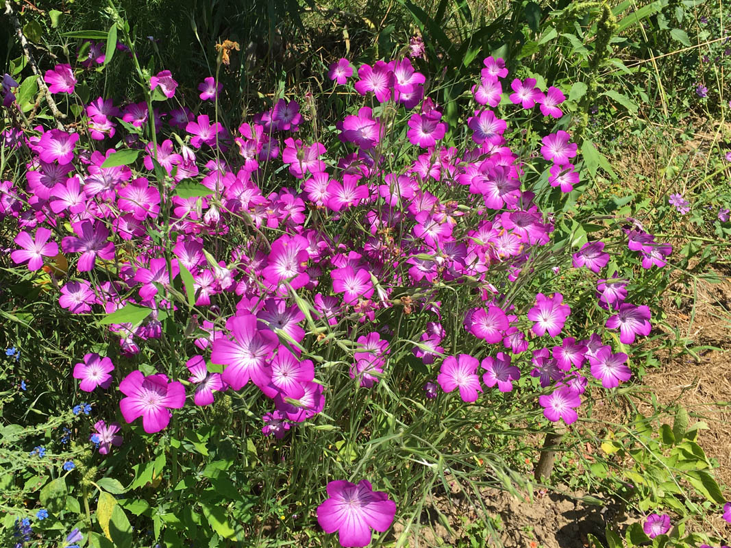 Agrostemma githago